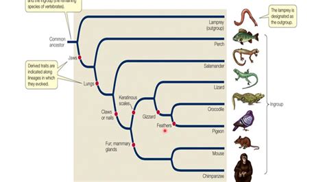 Phylogeny And Speciation Youtube