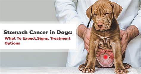 What Causes Cancer In Dogs Stomachs