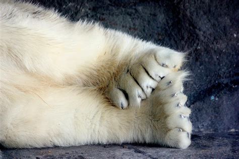 Polar Bear Paws Photograph By Sarah Lilja