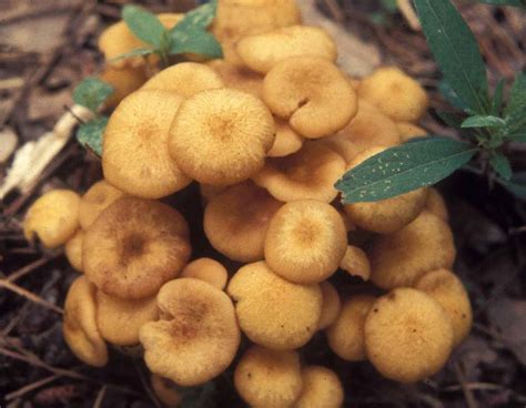 Ringless Honey Mushroom Mdc Discover Nature