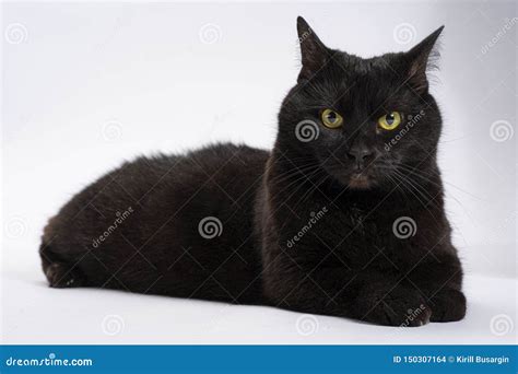 Black Surprised Stunned Cat On A White Background Isolate Stock Photo