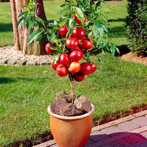 #shelock #tinfoil hat #apple tree yard #tfp #the lost special #sherlock s4 #this is genuinely how i spent my day #the final problem #mofftiss #bbc let's take a moment of silence for apple tree yeet. Top 9 Fruits You Can Grow in Pots - DIY Morning