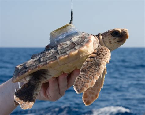 Sea Turtle Tracking Science Update