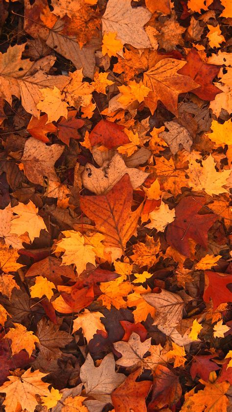 Best Autumn Wallpaper Aesthetic Laptop You Can Download It At No Cost Aesthetic Arena