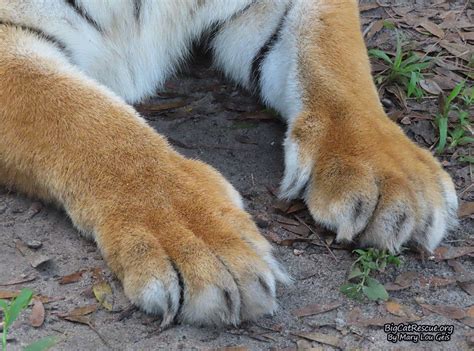 Who Do These Beautiful Paws And Claws Belong To Bigcats Bigcatrescue