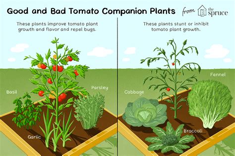 You cannot only plant tomato plants next to garlic as a natural insecticide, but you can make your own garlic spray too. Best and Worst Companion Plants for Tomatoes