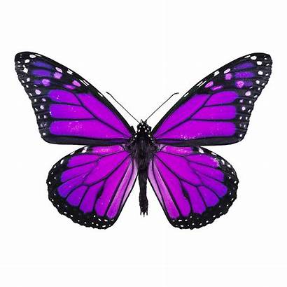 Butterfly Purple Cliparts Clipartmag