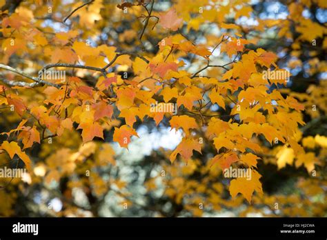 Acer Saccharum Sugar Maple Tree Leaves In Autumn Stock Photo Alamy