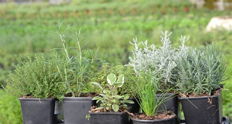 Cómo usarlas, cultivarlas y conservarlas. Consejos para plantar un huerto de plantas aromáticas y ...