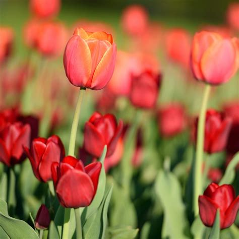 Le Meilleur Moment Pour Planter Des Tulipes Et Autres Bulbes Du