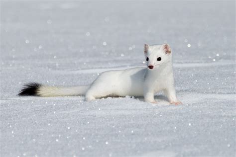 Small But Mighty Yellowstones Weasels Survive Winter Yellowstone