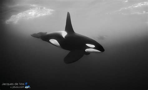 Norwegian Orca Jacques De Vos Underwater Photography And Media