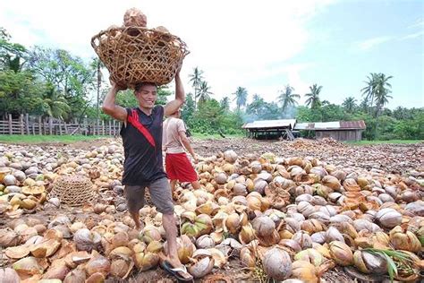 Dbp To Offer Loans For Coconut Farmers Businessworld Online
