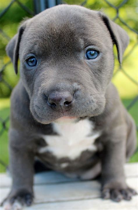 Grey Pitbull Puppies For Adoption