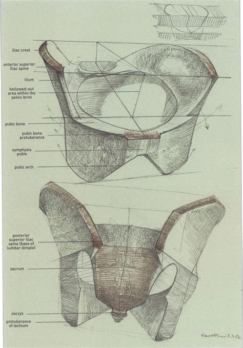 I learn different methods but still i do mistakes and my work is. Bammes+-pelvis.jpg (1116×1600) | Anatomy for artists ...