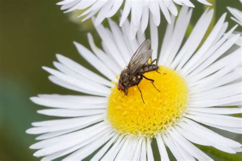 Root maggot Flies from Skarpa Powsińska Warszawa Poland on June 25