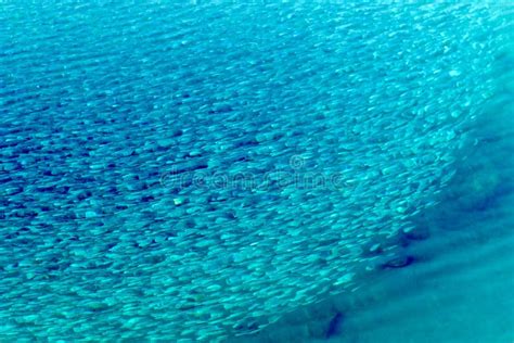 Small Fish Flock Top View Above Water Surface Stock Photo Image Of