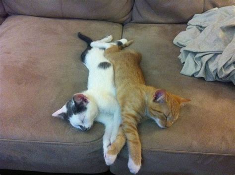 22 Adorable Kittens Sleeping And Resting In Funny Places And