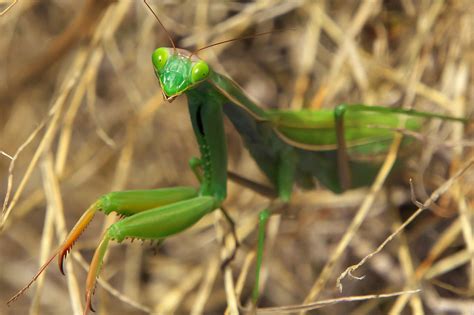 Peculiar Facts Mysterious Mantises 15 Fascinating Facts About