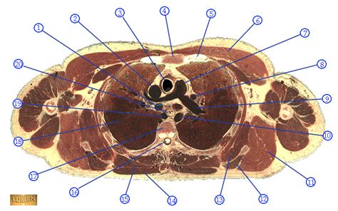 Thorax Cross Section