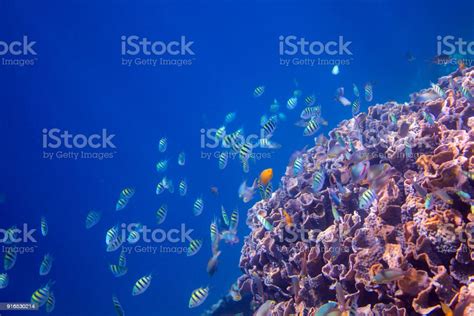 Underwater Landscape Of Tropical Seashore Coral Reef Wall In Open Sea