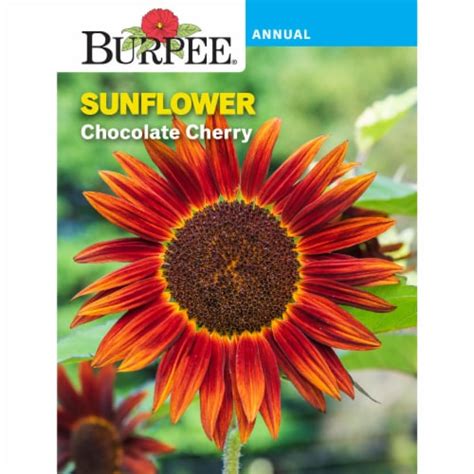 Burpee® Chocolate Cherry Sunflower Seeds 1 Ct Kroger
