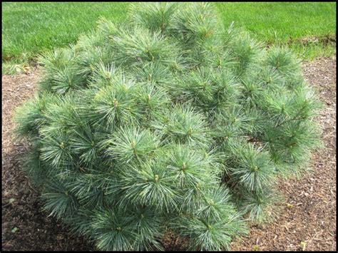 Dwarf White Pine Blue Shag Hinsdale Nurseries Welcome To Hinsdale