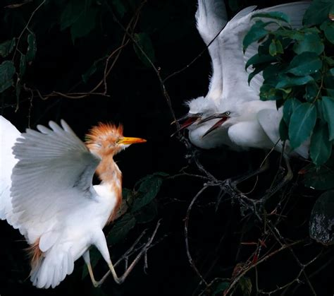 Fotografías De Crías De Pájaros Taringa