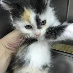 ***blount county animal control would like to remind everyone to please provide shelter for their dogs. Available pets at Animal Adoption Center of Blount County ...
