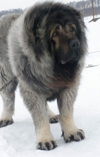 Which Dog Is More Powerful A Kangal Or German Shepherd