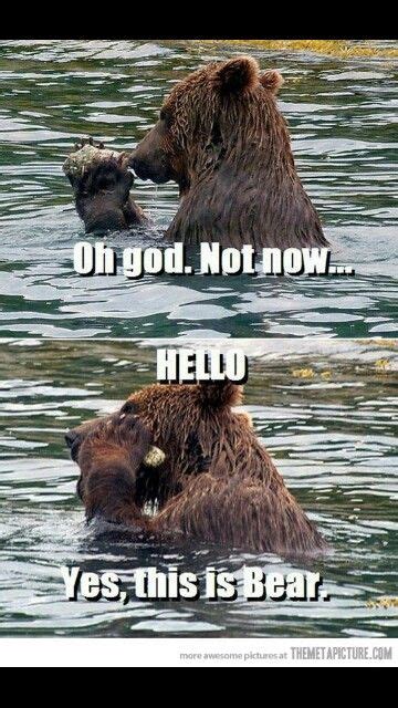 Grizzly Bear Meme Funny Bears Funny Animals Funny