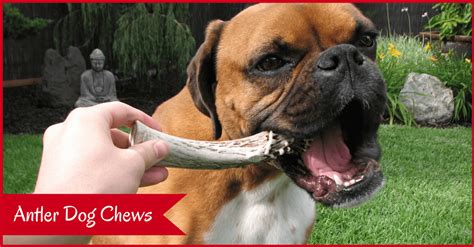 The Benefits Of Antlers For Dogs A Natural And Durable Chew