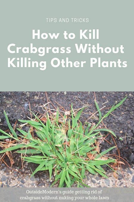 How To Kill Crabgrass Without Killing Your Lawn Artofit