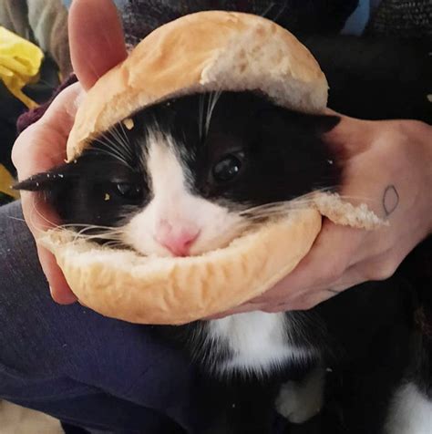 So People Are Making Cat Sandwiches Now Smile And Happy