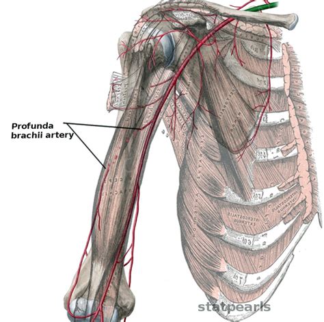 Anatomy Shoulder And Upper Limb Profunda Brachii Artery Statpearls