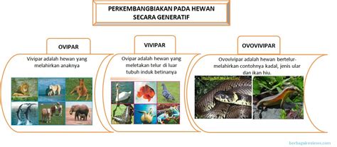 880 Koleksi Gambar Hewan Yang Berkembang Biak Secara Vegetatif Gratis Terbaik - Gambar Hewan