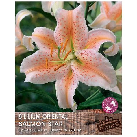 Lilium Oriental Salmon Star Bulbs For Sale