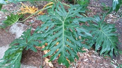 Learn how to keep them looking their some of the most common species of philodendron include: Propagating A Split Leaf Philodendron? - Gardening Forum ...