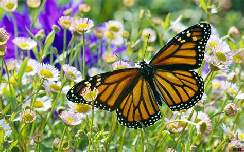 Monarch Butterfly Wallpaper Wallpapersafari