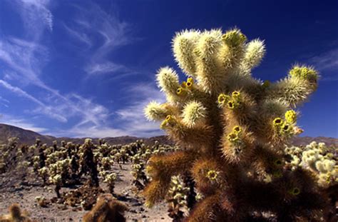 The blue gets bluer as the cactus ages.blue torch is a tall pillar type cactus with downy fur along the ribs and beautiful golden spines. Joshua Tree: The Complete Guide, by James Kaiser