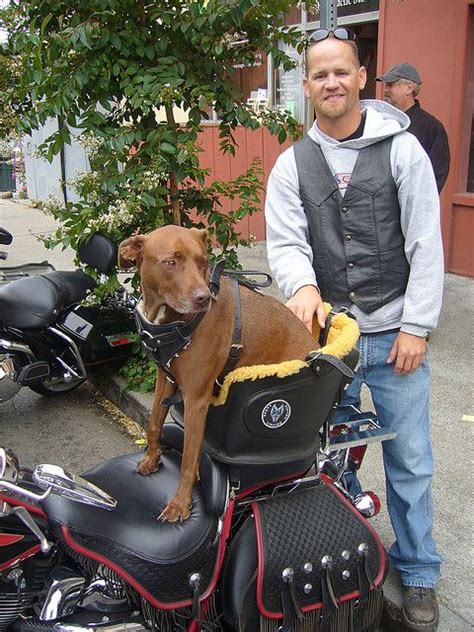 The Answer To Evans Can Dogs Ride Motorcycles Question Biker Dog
