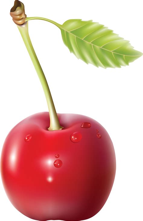 Download Png Image Cherry Png Image Fruit Fruit Sketch Cherry