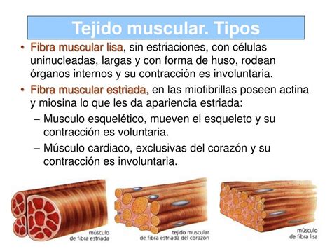 Ppt Tejido Muscular Powerpoint Presentation Free Download Id