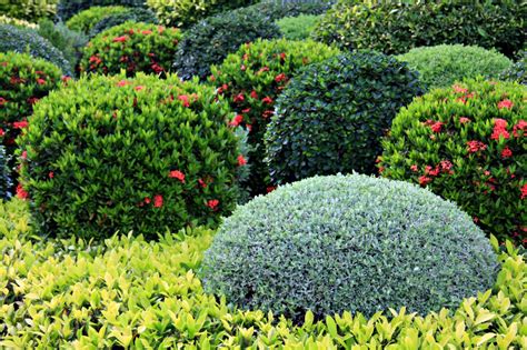 What Are The Best Shrubs For My Calgary Garden