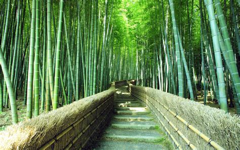 Wallpaper Bamboo Forest Trails Green Scenery Hd Widescreen High