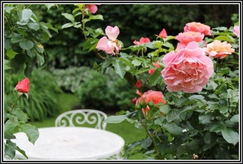 Collect bonuses and buy new texts with them. Rosen Im Garten Pflege - garten : House und Dekor Galerie ...