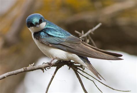 Tree Swallow Idaho Birds