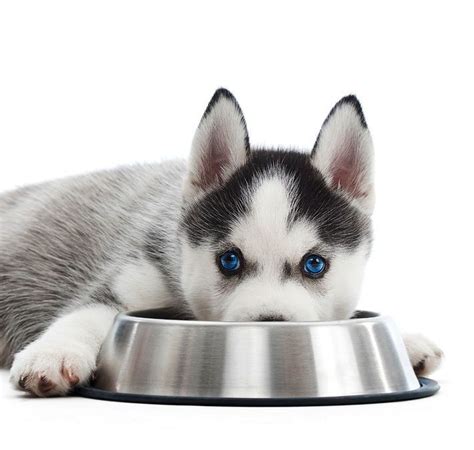 Note that other factors, such as your husky dog's current health condition and especially activity levels will. Which is the best food for Huskies | Best treats for dogs ...