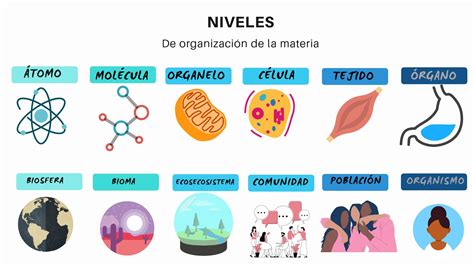 Niveles De Organizaci N De La Materia Learning Languages Notebook Stickers Teaching