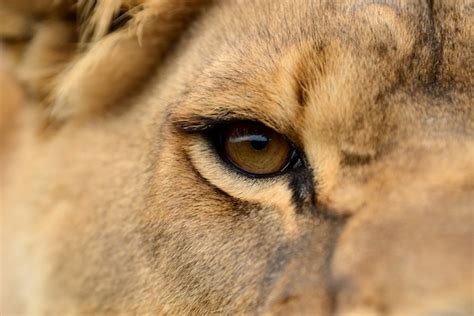 Premium Photo Closeup Portrait Of A African Lion